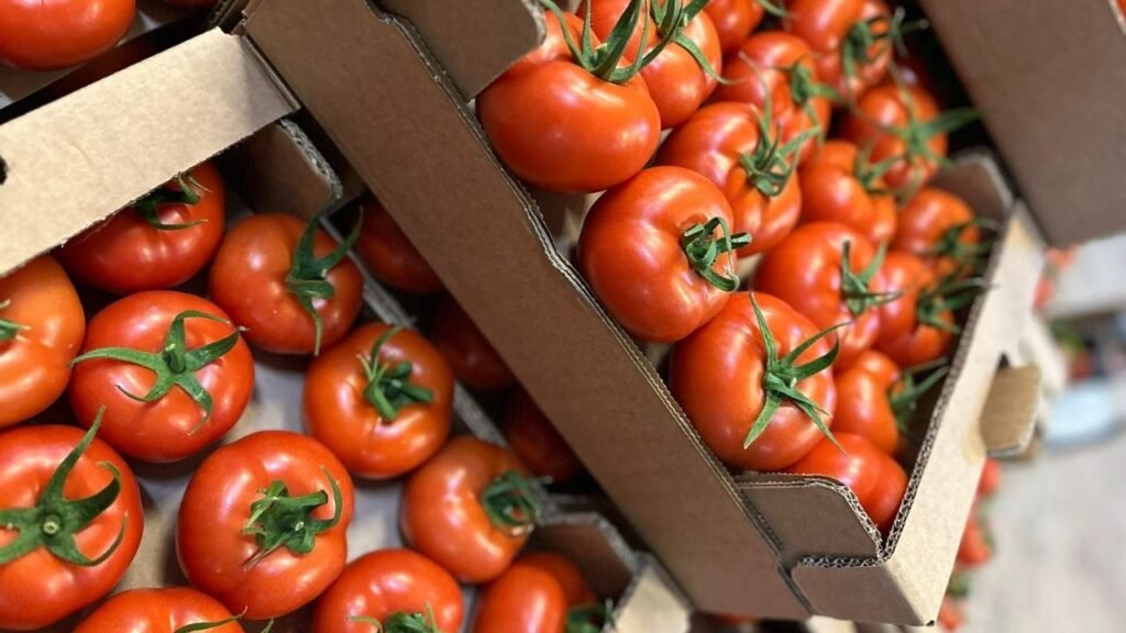 Groothandel Tomaten - Verse En Goedkope Tomaten