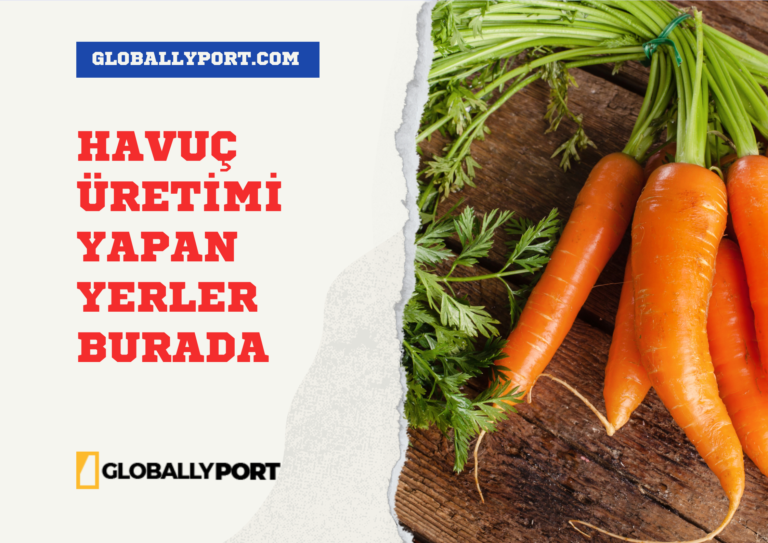 Havuç İhracatı İthalatı Yapan Firmalar