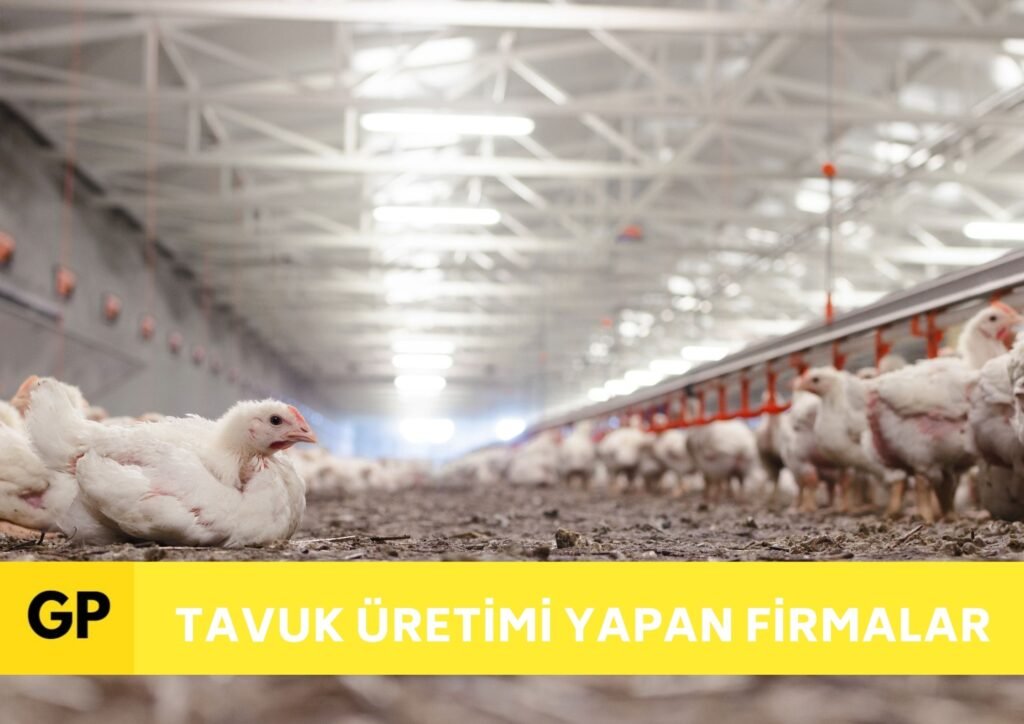 Tavuk i̇hracatı i̇thalatı yapan firmalar (nasıl yapılır)