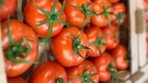 Tomaten import uit turkije 2024