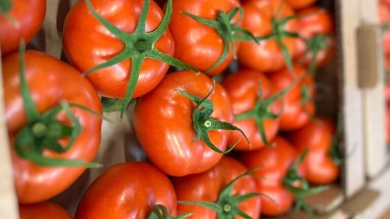 Tomaten Import uit Turkije