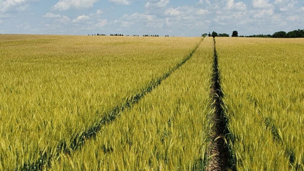 Üre Gübresi Buğdaya Ne Zaman Atılır (Urea 46)