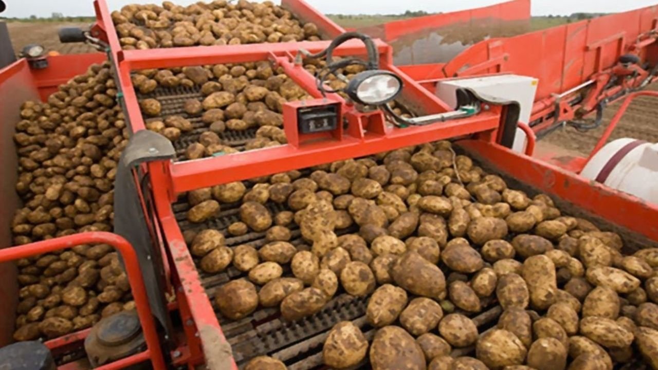 toptan patates ihracatı